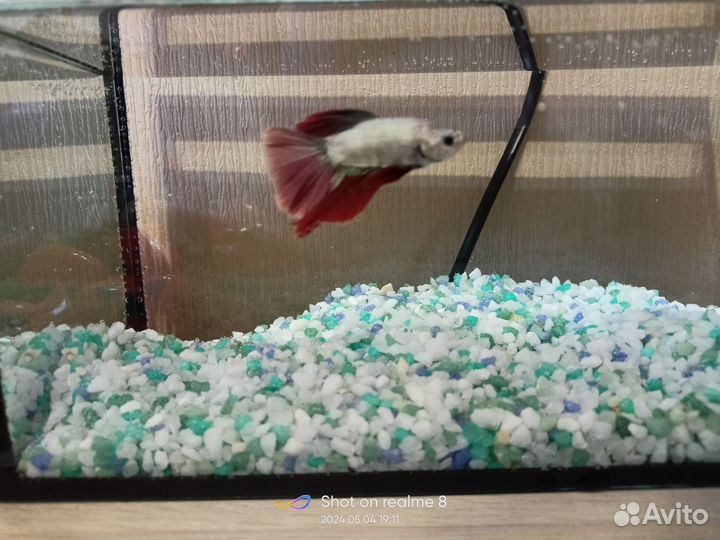 Рыбка петушок самец