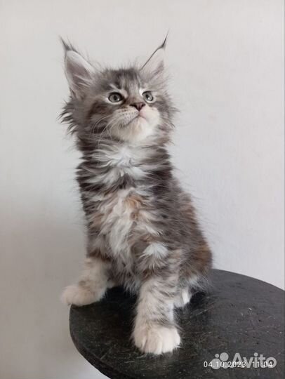 Котята мейнкун