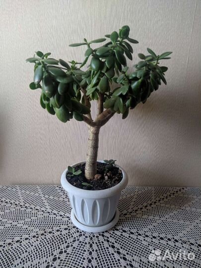 Крассула толстянка (денежное дерево)