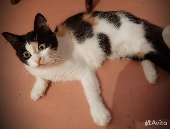 Кошечка в добрые руки