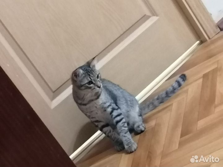 Отдам кота в добрые руки