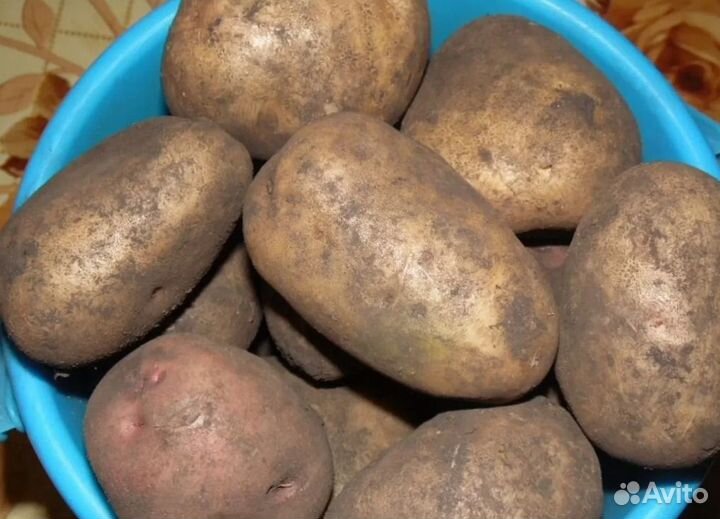 Продам картофель