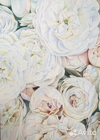 Пионы. Цветы. Акварель