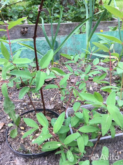 Жимолость саженцы