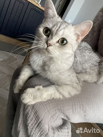 Кошка британка