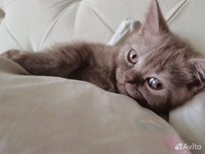 Кошки