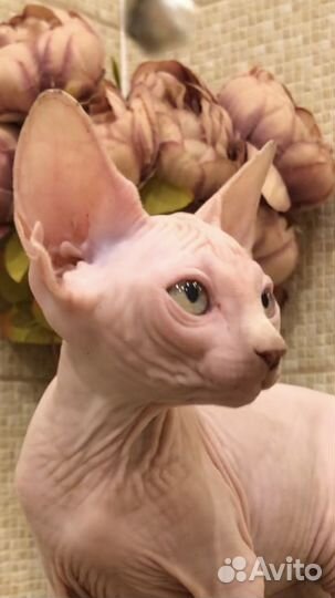 Канадский сфинкс котенок с документами