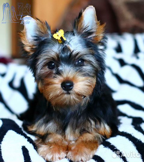 Девочки йоркширского терьера