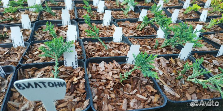 Можжевельник Вилтони Виргинский Блюкарпет Олдголд