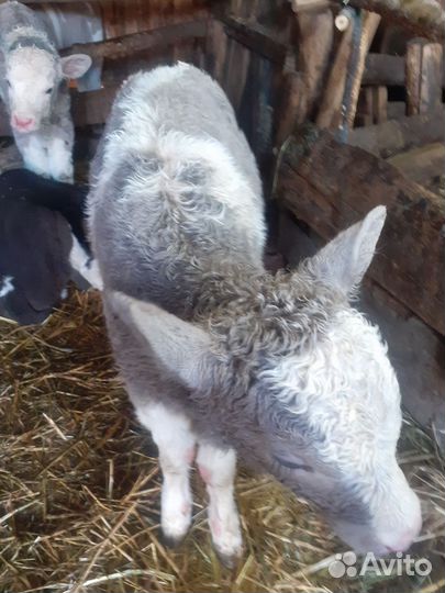 Телята телочки