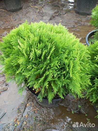 Туя шаровидная Даника,Вудварди