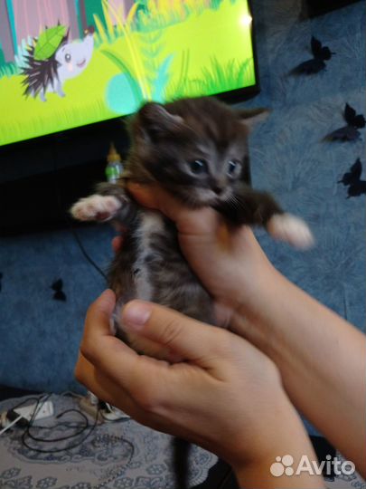 Маленькие котята