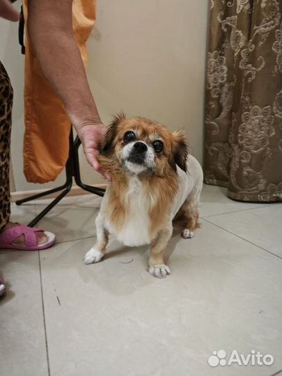 Груминг на Блиново