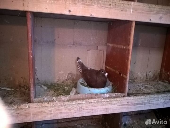 Почтовые голуби