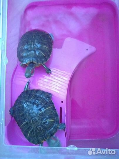 Черепашник