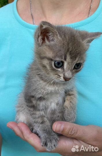 Котята ищут хозяев