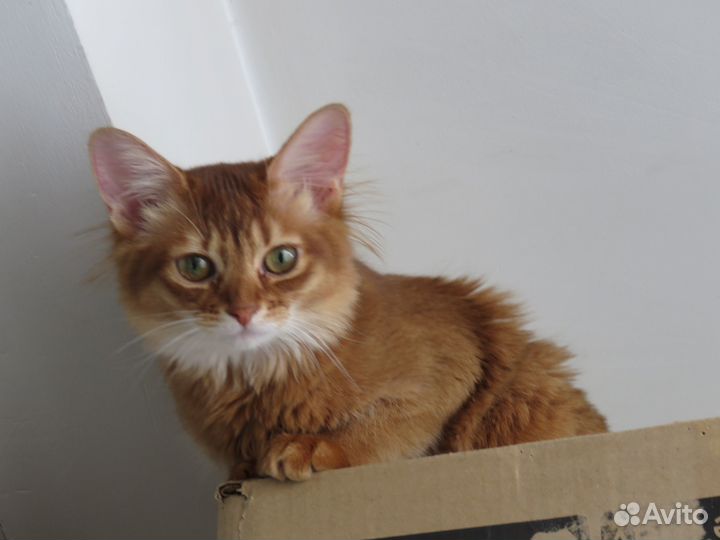 Взрослые кошки породы сомали