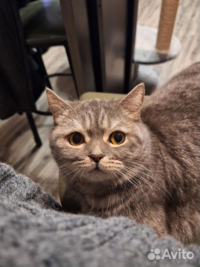 Шотландский кот в добрые руки