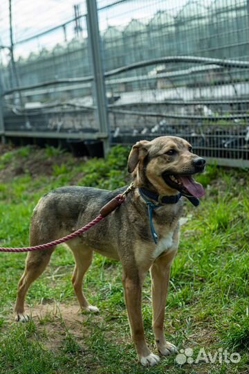 Собака из приюта Пиф грустит в приюте