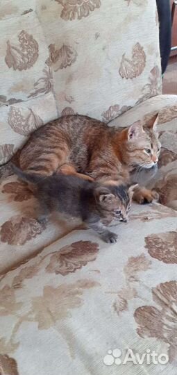 Кошки и котенок в добрые руки