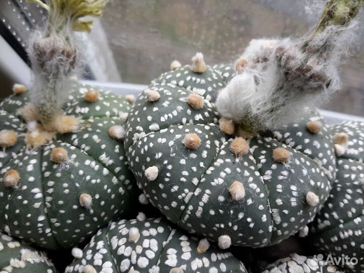 Семена кактусов