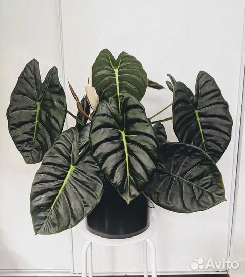 Алоказия пинк драгон,регал шилдс,инферналис и др