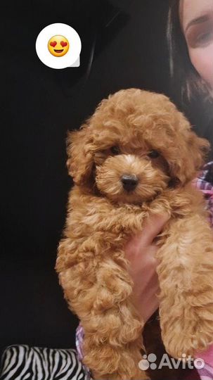 Вязка мальтипу F1 кобель