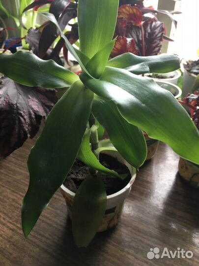 Золотой ус, индийский лук, алоэ