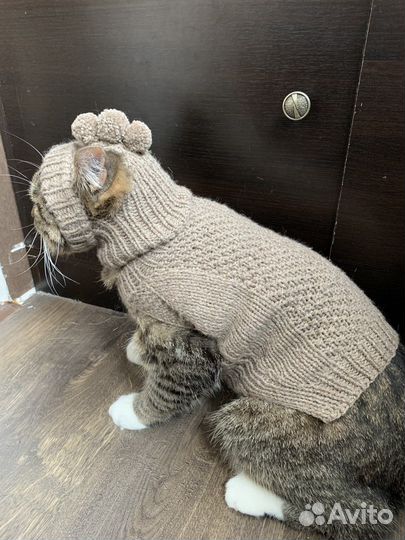 Одежда для собак