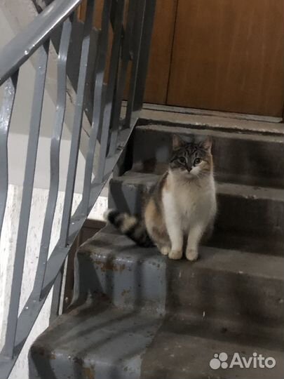 Нежнушка Манюня