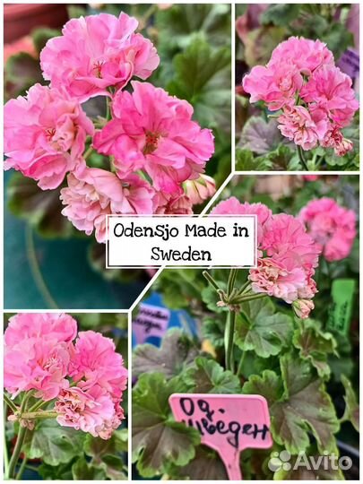 Пеларгония герань селекция