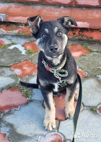 Щенок ищет дом