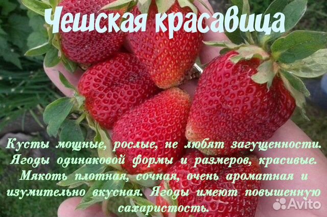 Клубника красавица описание сорта фото отзывы Рассада клубники купить в Орле Товары для дома и дачи Авито