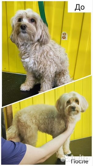 Груминг собак и кошек