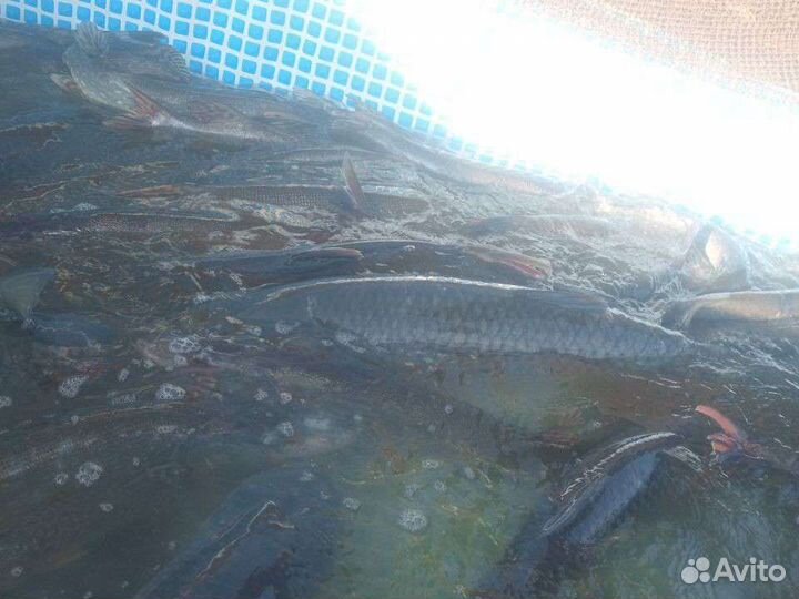 Белый амур, карп