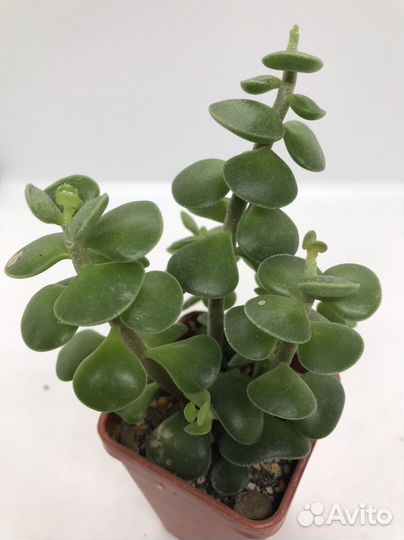 Суккуленты адромискусы