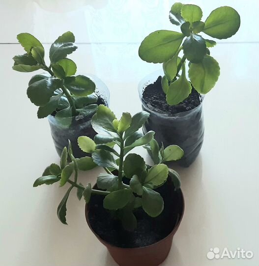 Комнатные цветы: Каланхоэ, толстянка, кактусята