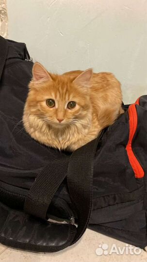 Потерялась кошка