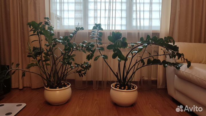 Замиокулькас