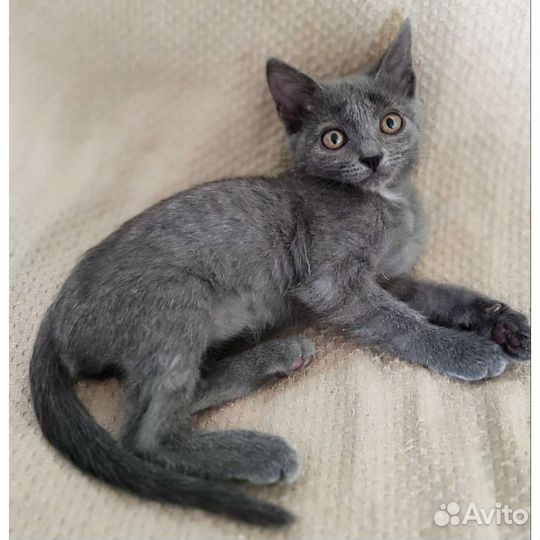 Кошка котенок отдам