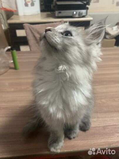 Кошки мейн-кун