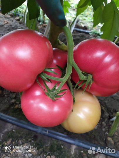 Семена Помидор