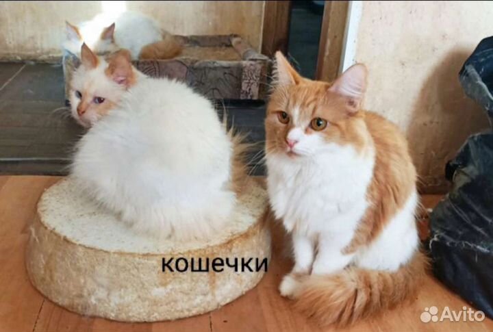 Кошки и котики в дар