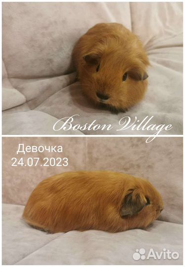 Морская свинка Калифорния