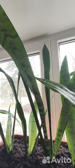 Сансевиерия