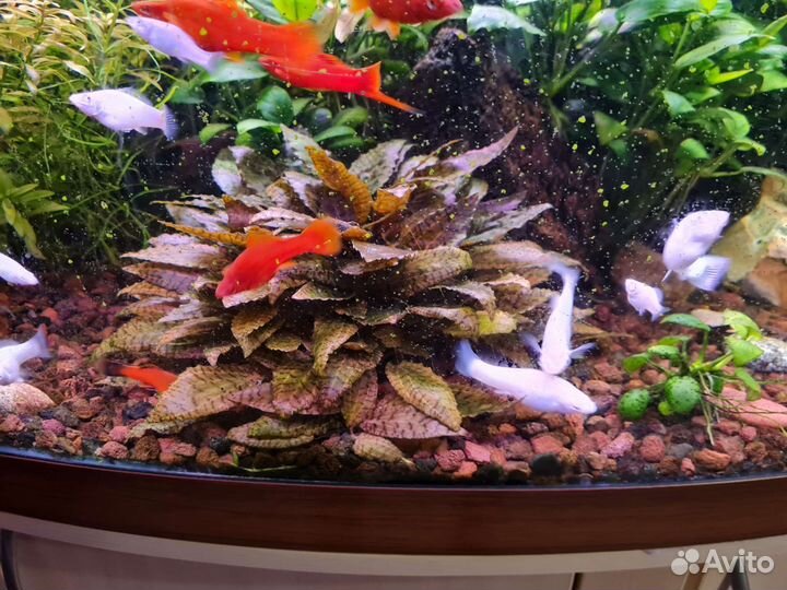 Криптокорина нури кустик