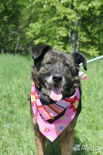 Собака в дар