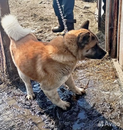 Кабель на случку