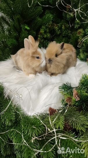 Мини кролики Царские
