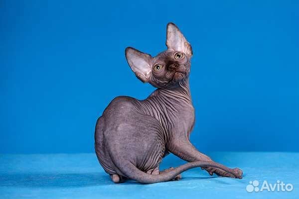 Канадский сфинкс, эльф